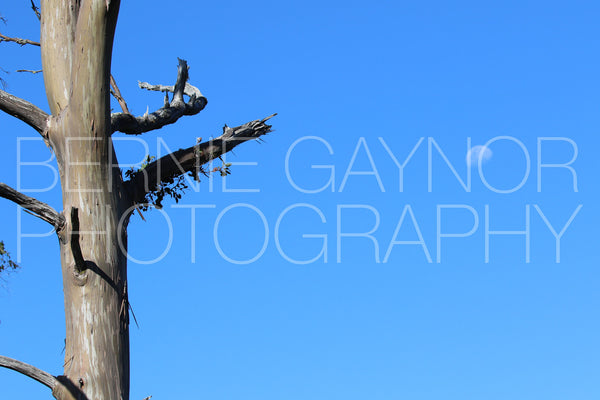 Lone tree and the moon