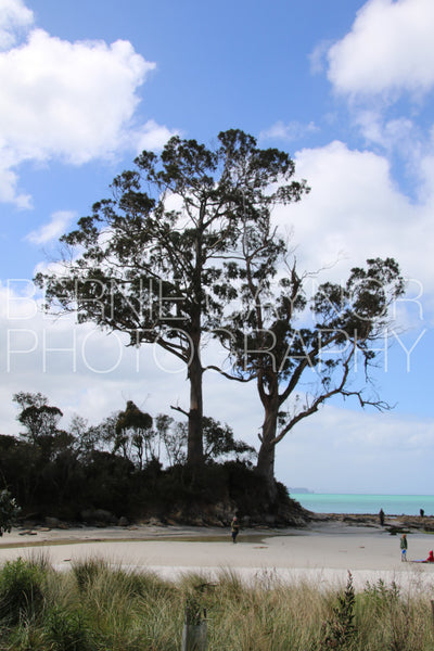 Captain Cook's two gum trees